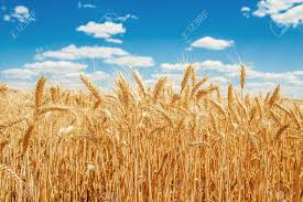 Фото 2. Покупаем Пшеницу.Новый урожай