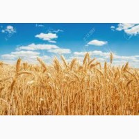 Покупаем Пшеницу.Новый урожай