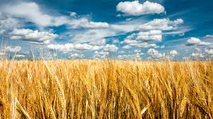 Фото 3. Покупаем Пшеницу.Новый урожай