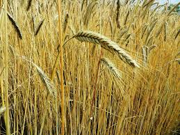 Фото 4. Покупаем Пшеницу.Новый урожай