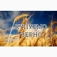 Постійно закуповуємо зерновідходи пшениці по всій території України