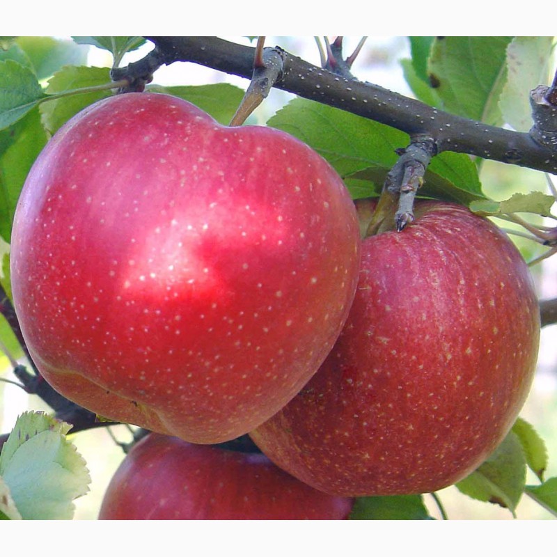 Фото 10. Продам черенки черешни, яблони, абрикоса, персика, вишни
