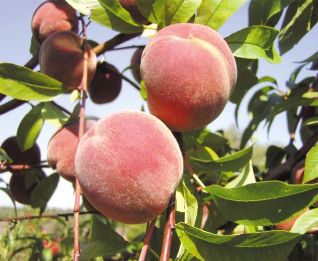 Фото 6. Продам черенки черешни, яблони, абрикоса, персика, вишни