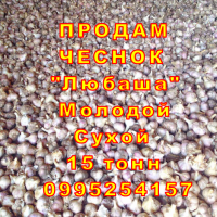 Опт 15 тонн ПРОДАМ Часник Любаша Посадковый Товарний Молодий Чеснок Посадочный Garlic