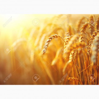 Куплю у сільгоспвиробників пшеницю різної якості з домішкою