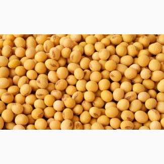 Соя на экспорт (Soybeans seeds for EXPORT) (FCA, FOB, CIF)