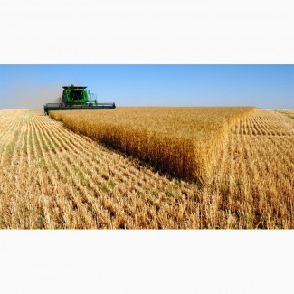 Крупная компания на постоянной основе и на выгодных условиях закупает пшеницу фуражную