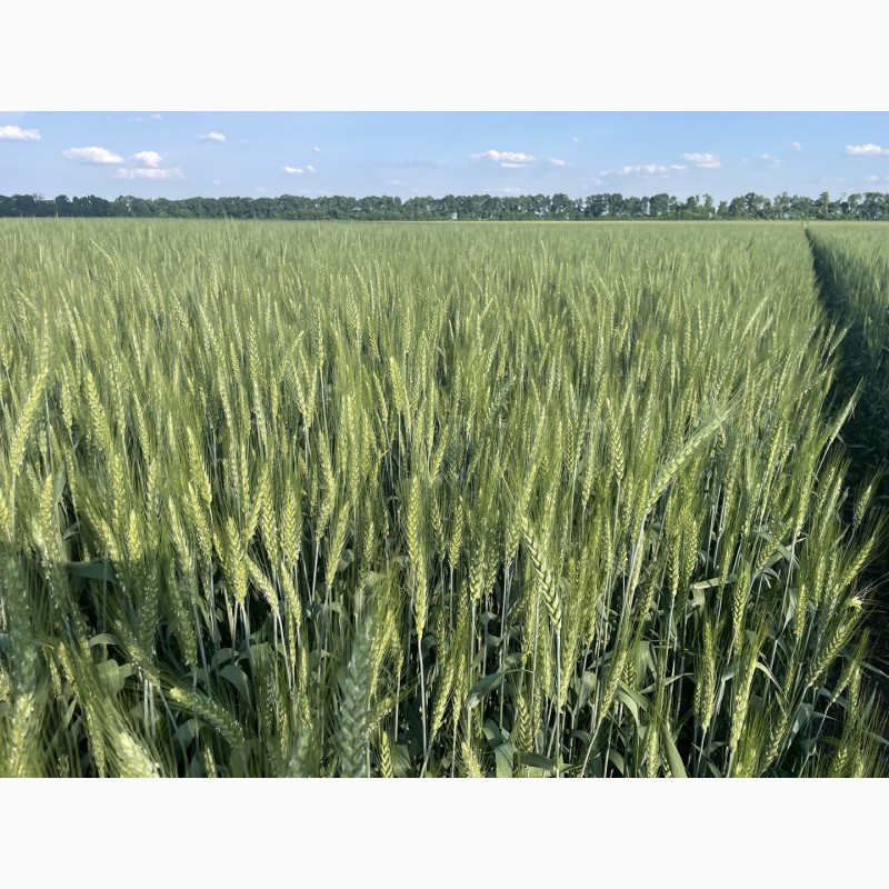 Фото 2. Насіння пшениці м#039;якої озимої Яліта, супер еліта