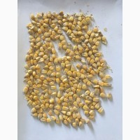 Фермерские господарство продає якісне продовольче зерно кукурудзи від виробника