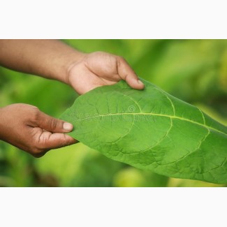 Листя сухе некондиція зелене лист зелений будь якого тютюну куплю мішками