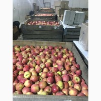 Продаем яблоки товарные и промпереработка, НДС
