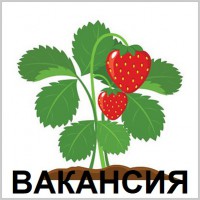 ВАКАНСІЯ ||| Робота сортувальник Саджанців Полуниці в ПОЛЬЩІ