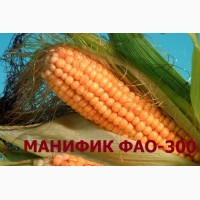 Продам семена кукурузы Манифик ФАО-300, гибрид F1, (Семанс Франция)