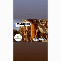 Гібрид кукурудзи Амарок 290 (ФАО 320) (2023 рік), ТМ ВНІС