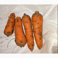 Продам морковь 1 сорт