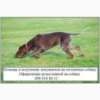 Як оформити собаку для полювання Документи на право полювання з собакою мисливської породи