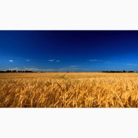 Закуповуємо на постійній основі пшеницю по Львівській області