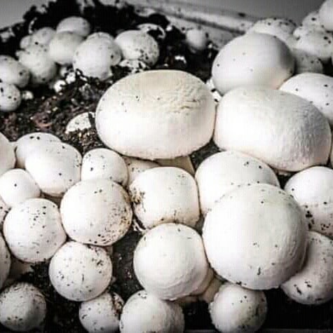 Фото 4. Набор для выращивания грибов шампиньонов