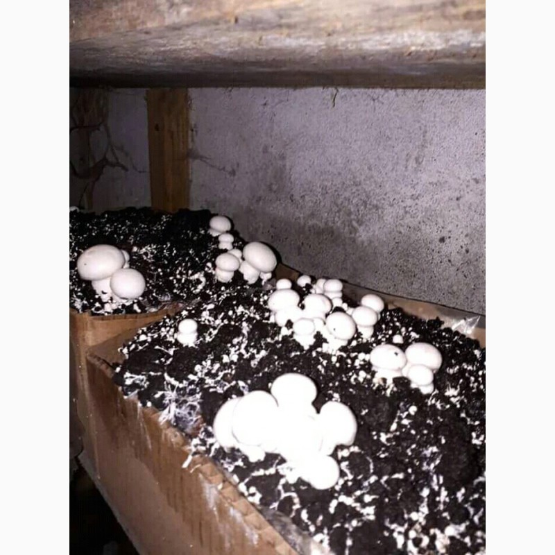 Фото 9. Набор для выращивания грибов шампиньонов