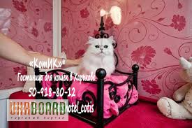 Фото 2. Готель для кішок у Харкові «КотІК»