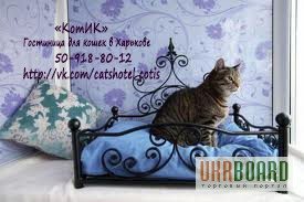 Фото 4. Готель для кішок у Харкові «КотІК»