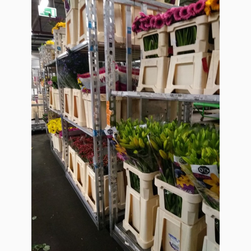 Фото 10. Работа и вакансии на цветочном предприятии в Голландии