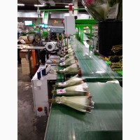 Работа и вакансии на цветочном предприятии в Голландии