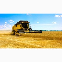 Продам пшеницу 3-й класс - сельхозпроизводитель 2000тон урожай 2021-22