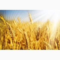 Велика компанія на постійній основі закуповує пшеницю