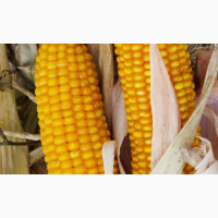 Насіння кукурудзи гібрид Ларсон ФАО 250 (2023 рік), ТОВ ТК Арт-Агро