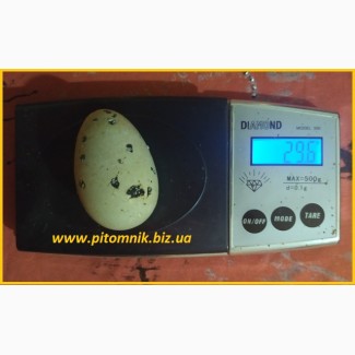 Яйца перепелиные BIO - премиум индо-перепел опт