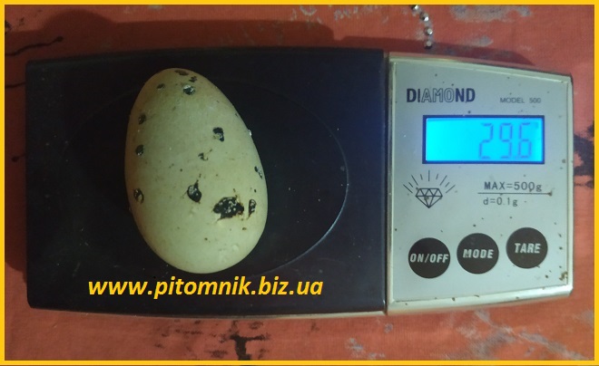 Яйца перепелиные BIO - премиум индо-перепел опт