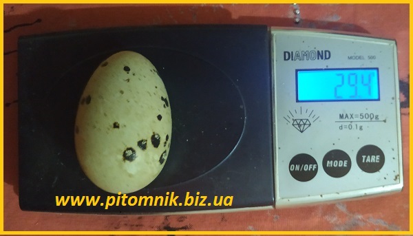 Фото 2. Яйца перепелиные BIO - премиум индо-перепел опт