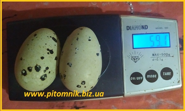 Фото 3. Яйца перепелиные BIO - премиум индо-перепел опт
