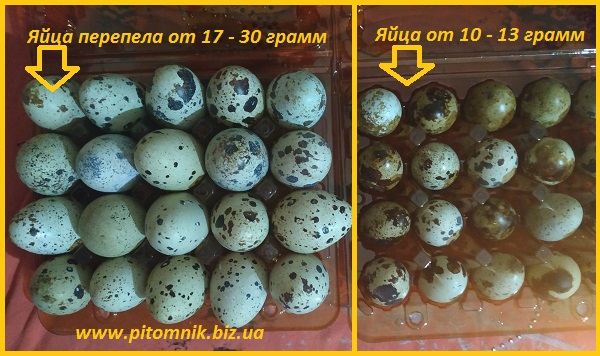 Фото 4. Яйца перепелиные BIO - премиум индо-перепел опт