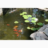 Садовый пруд с рыбками, водные растения, нимфеи, лотос, камыш, осока, рогоза, рыбки, карп кои