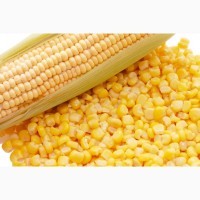 Насіння кукурудзи АРЛЕН ФАО 300 (2023 рік), ТОВ ТК Арт-Агро