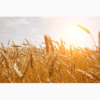 Постійно купуємо пшеницю фуражну на елеваторах і господарствах