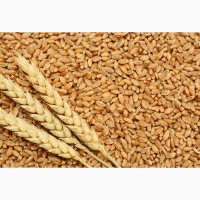 Куплю з місця пшеницю 6 клас по Вінницькій області