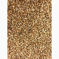 Закуповую зерно пшениці фуражної по Житомирській області