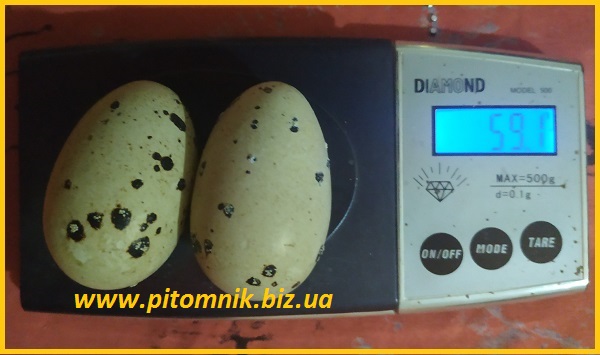 Фото 7. Яйца инкубационные Техасец белый утяжеленный - супер бройлер