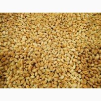 Закупівля пшениці фуражної для тваринництва