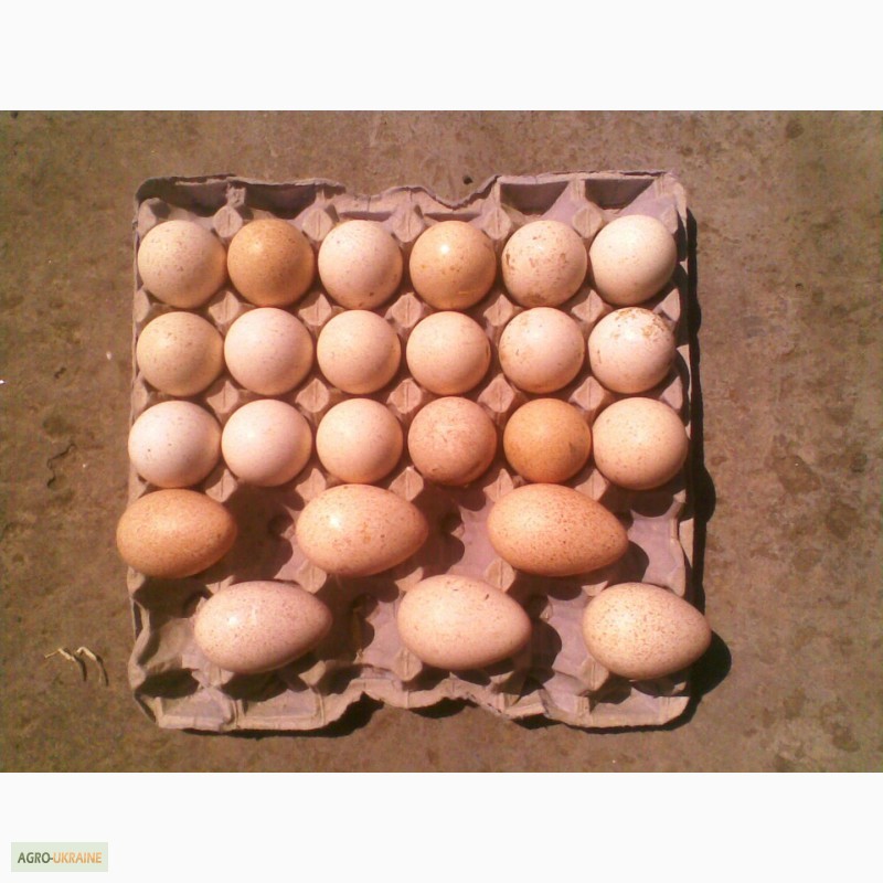 Фото 2. Продам инкубационное яйцо индюков