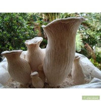 Вешенка белый чаудинский гриб - мицелий вешенки