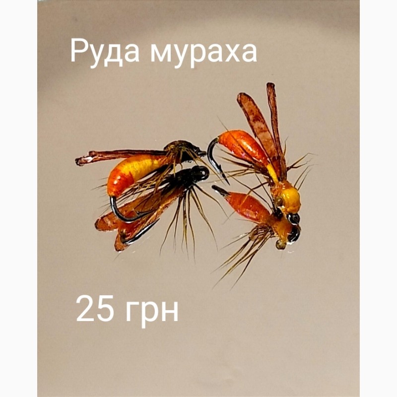 Фото 6. Мушки осы, жуки, комарики, мухи