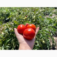 Продаються помідори оптом 2024