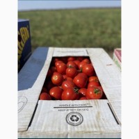 Продаються помідори оптом 2024