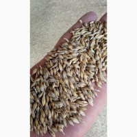 Продам пшеницу фуражную
