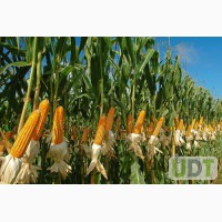 Посівний матеріал кукурудзи ВН 63 (ФАО 280)