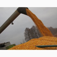 Закуповуємо по Тернопільській області кукурудзу для власної переробки